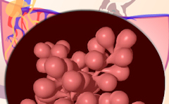 Lactation in the goat