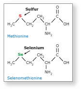 methionine and selenomethionine