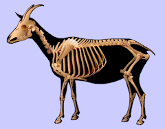 Anatomy of the Goat