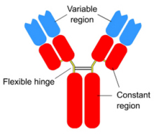 antibody structure