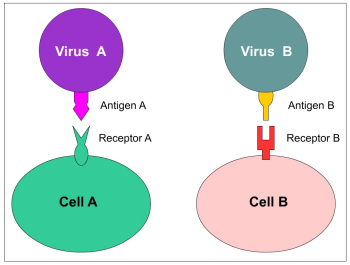 antigen binding