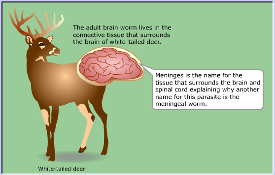 life cycle of Meningeal Deer worm