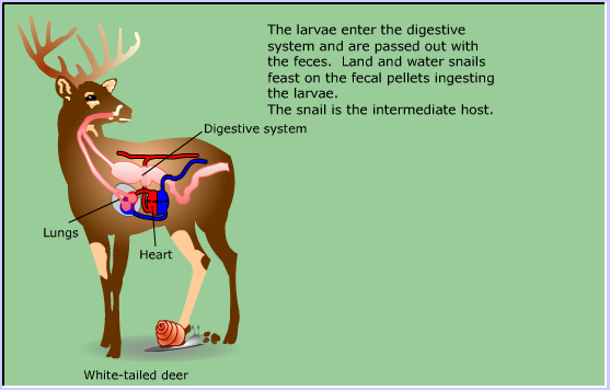 life cycle of Meningeal Deer worm