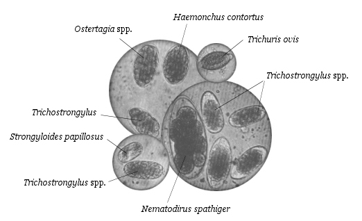 strongylid oocytes