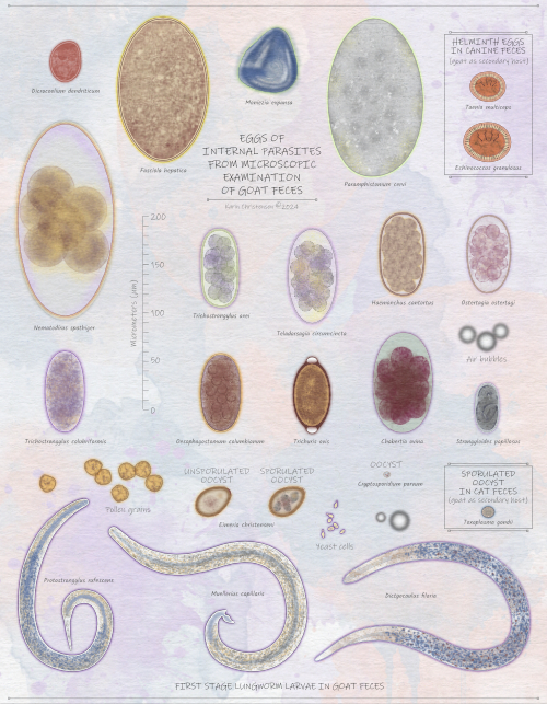 Fecal Identification of Parasites