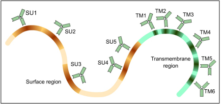 Regions of antibody binding