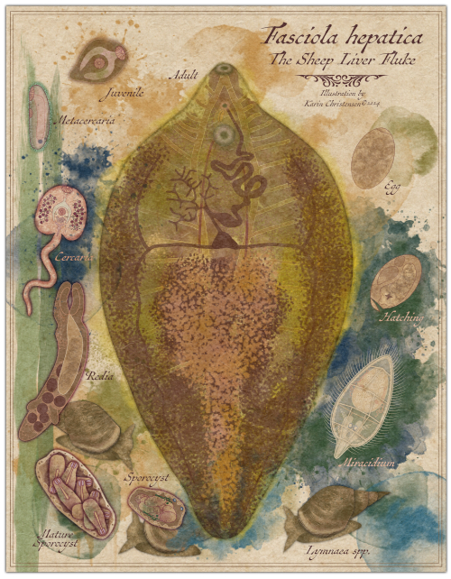 Life stages of the sheep liver fluke