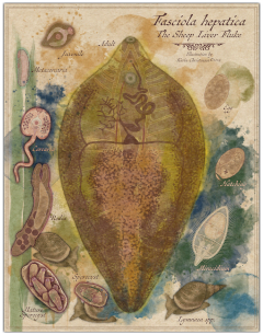 liver fluke poster