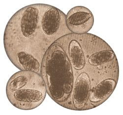 strongylid oocytes