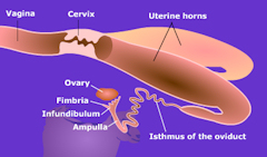 Reproduction in the goat