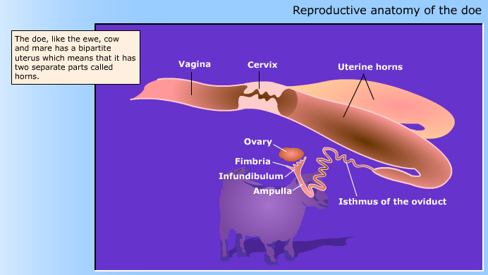 Reproductive