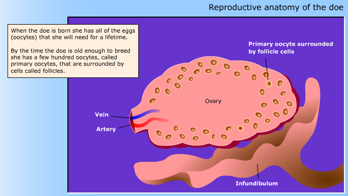 Reproductive
