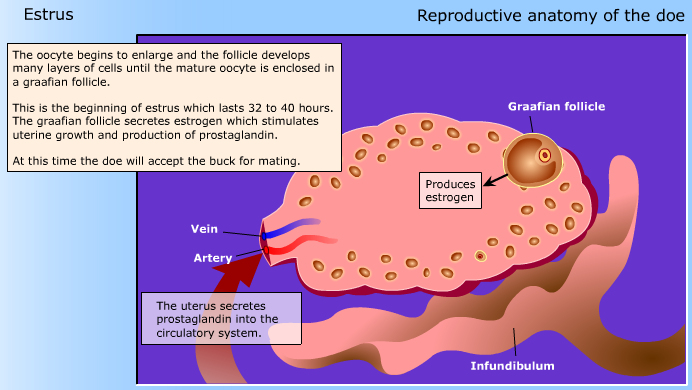 Reproductive