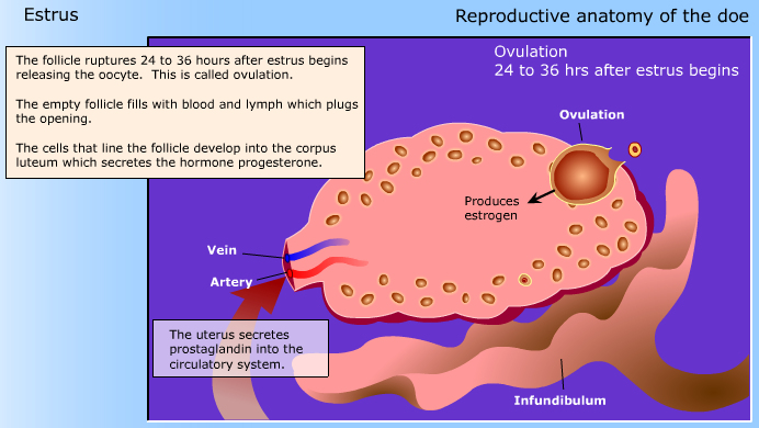 Reproductive