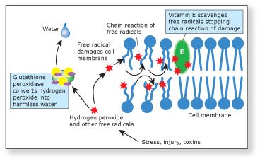 Actions of glutathione and vitamin E
