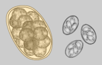 eimeria oocysts