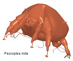 Psoroptes mite