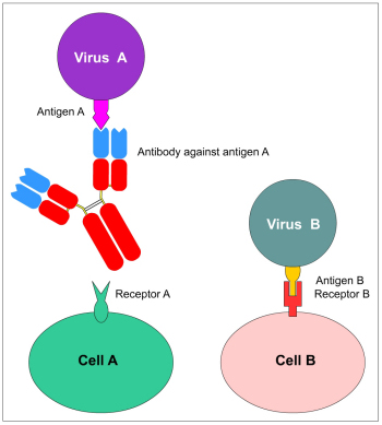 antibody structure