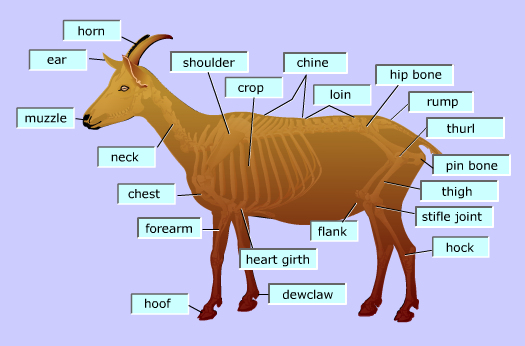 parts of the goat