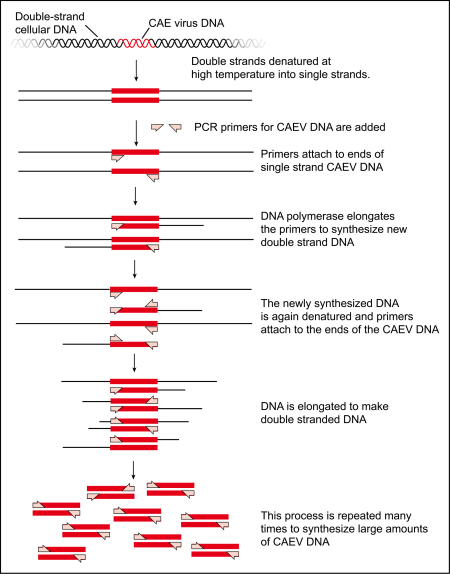 pcr steps