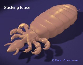 sucking louse
