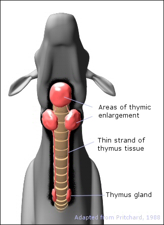 location of thymic enlargement